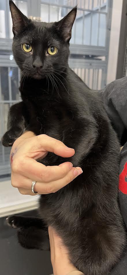 Enlarge Duke, a Adoptable Domestic Short Hair in South Elgin, IL image 2/4