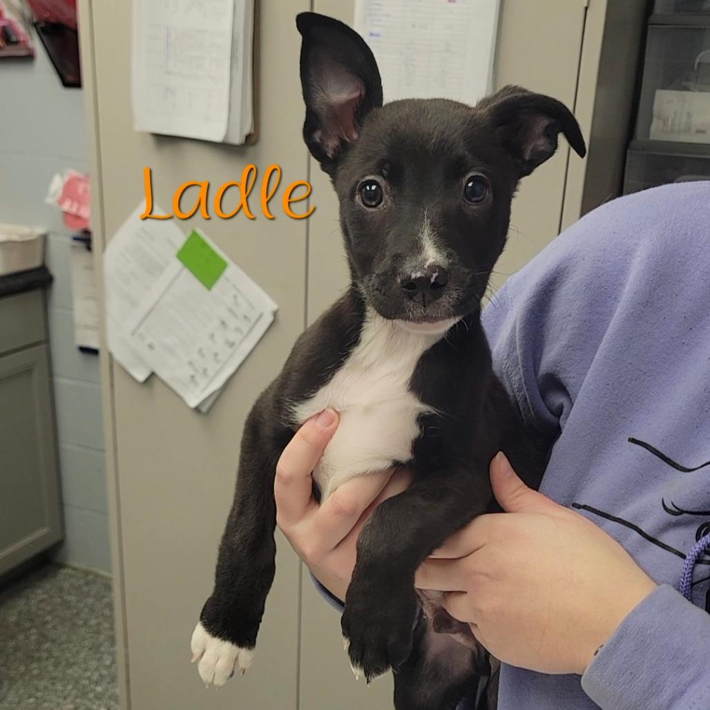 Ladle, Adoptable, Puppy Male Border Collie & Pit Bull Terrier.