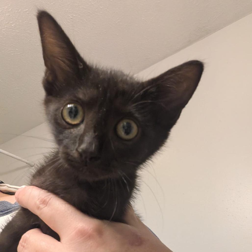 Rumi, Adoptable, Young Female Domestic Short Hair.