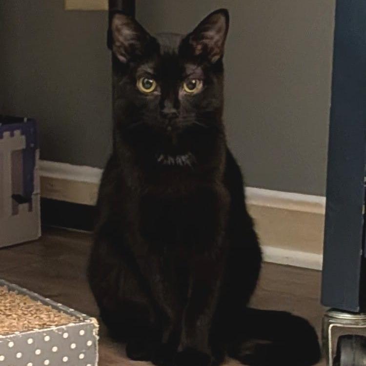 Rumi, a Adoptable Domestic Short Hair in Winchester, VA image 2/3