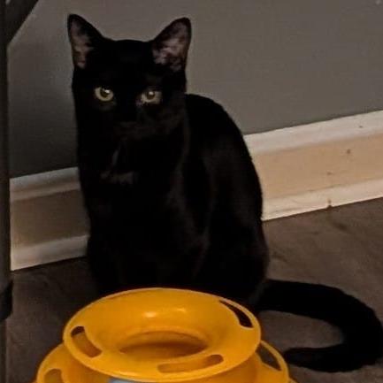 Rumi, a Adoptable Domestic Short Hair in Winchester, VA image 3/3