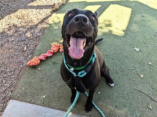 Enlarge JADE, a Adoptable mixed breed in Phoenix, AZ image 1/1