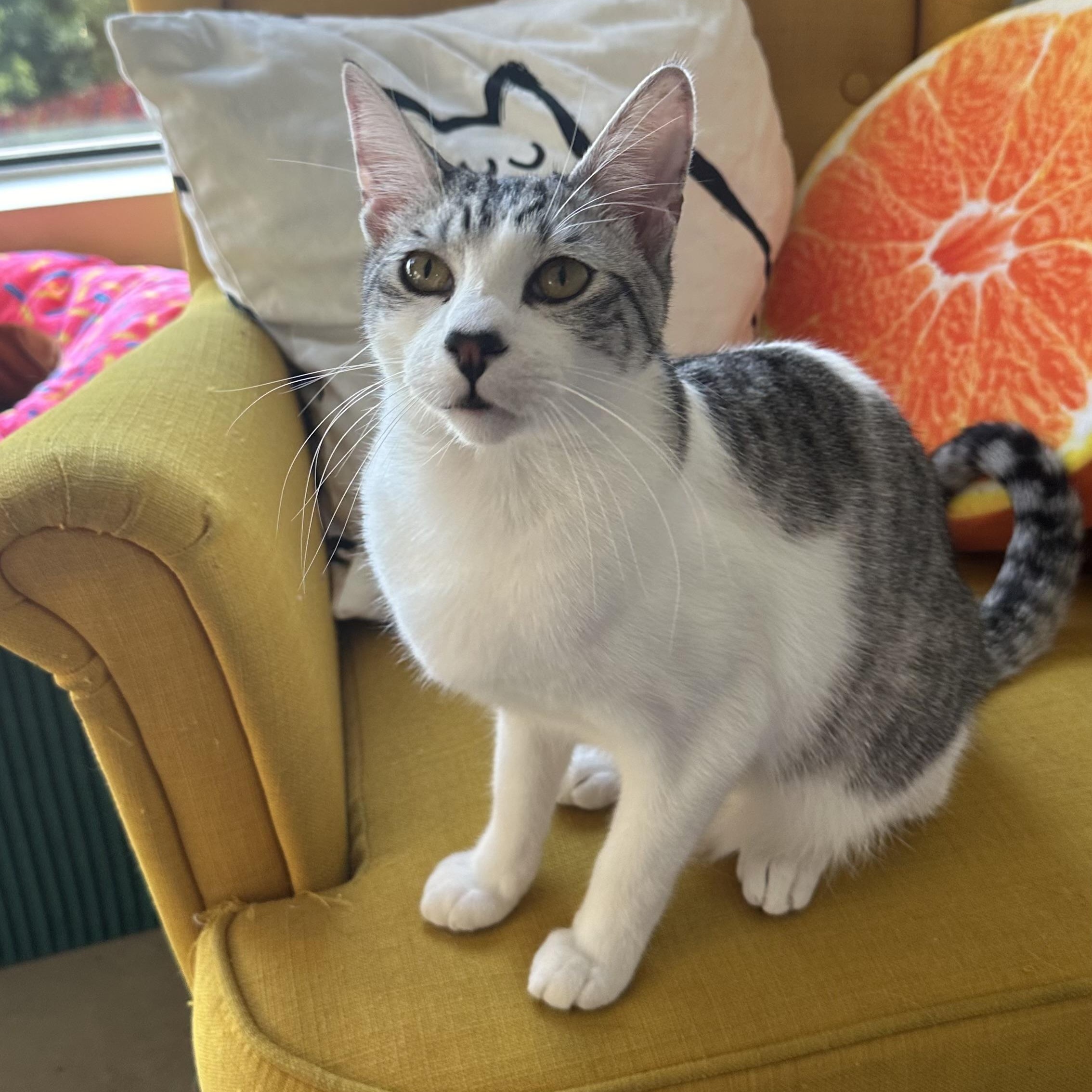 Pablo, Adoptable, Young Male Domestic Short Hair.