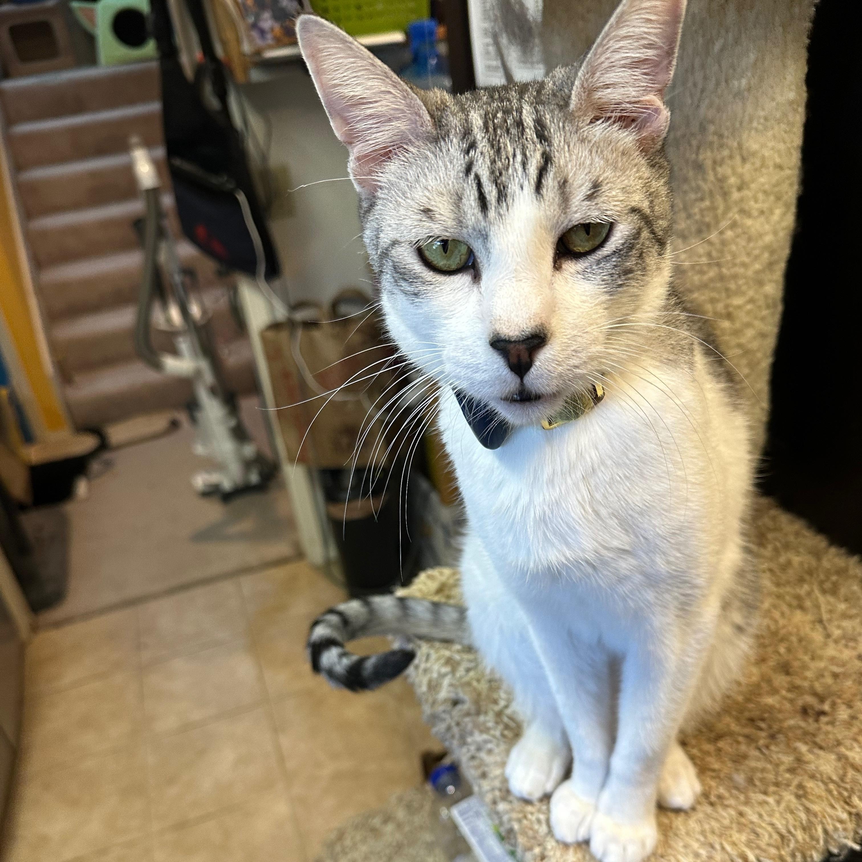 Pablo, a Adoptable Domestic Short Hair image 2/5