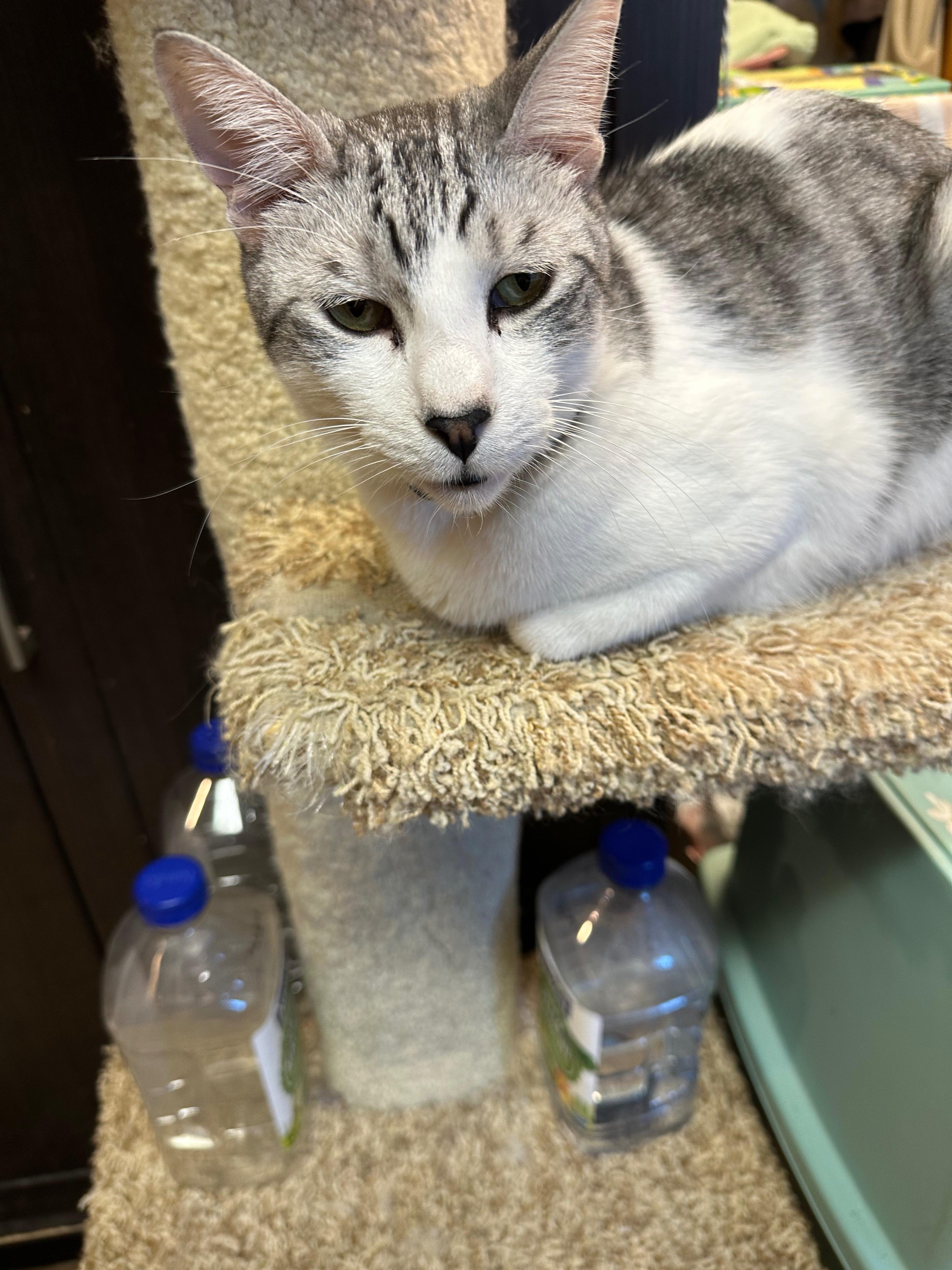 Pablo, a Adoptable Domestic Short Hair image 5/5