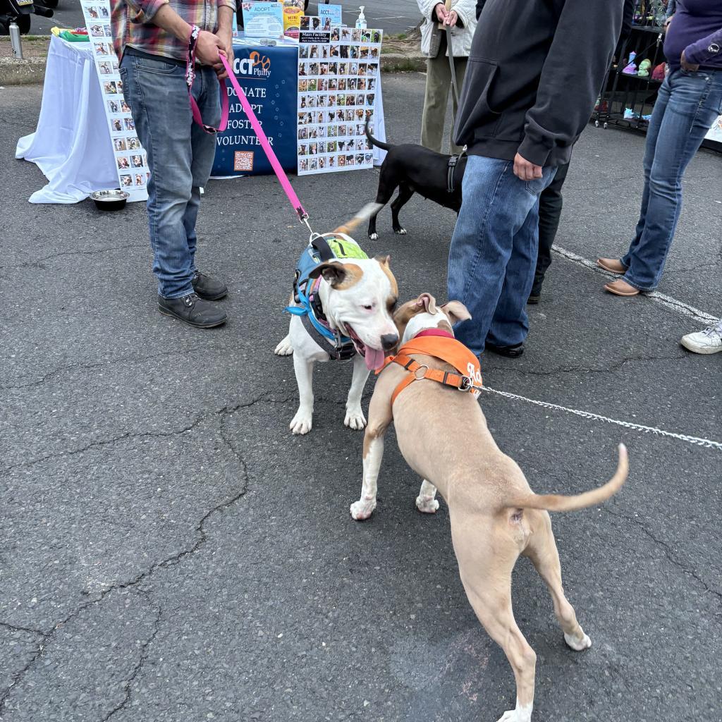 Enlarge Booker T, a Adoptable Pit Bull Terrier in Philadelphia, PA image 1/6