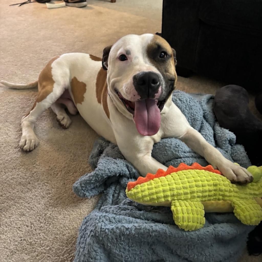 Enlarge Booker T, a Adoptable Pit Bull Terrier in Philadelphia, PA image 3/6
