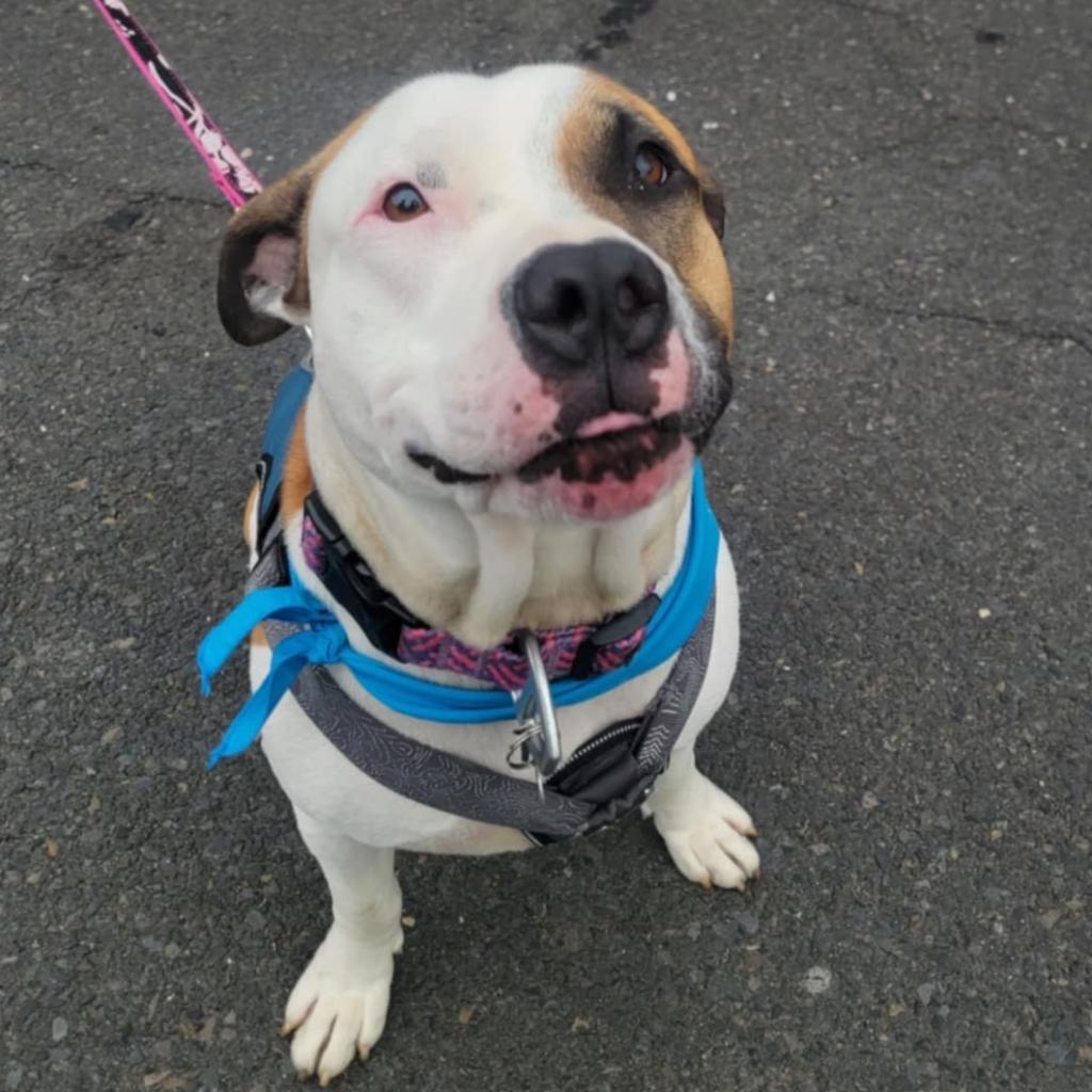 Enlarge Booker T, a Adoptable Pit Bull Terrier in Philadelphia, PA image 4/6