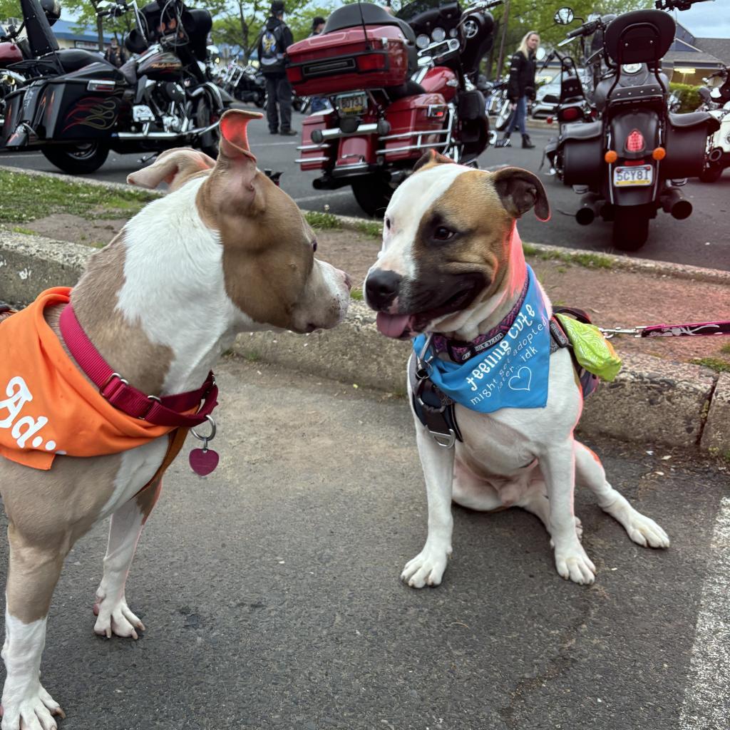 Enlarge Booker T, a Adoptable Pit Bull Terrier in Philadelphia, PA image 5/6