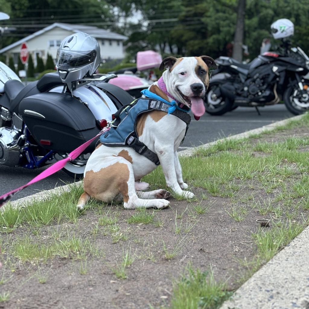 Enlarge Booker T, a Adoptable Pit Bull Terrier in Philadelphia, PA image 6/6