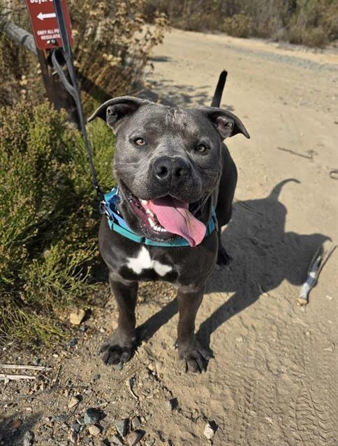 Enlarge DIESEL, a Adoptable Pit Bull Terrier in Chula Vista, CA image 1/1