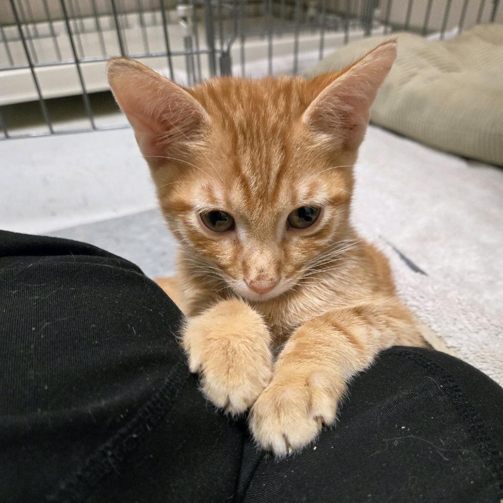 Dandy, Adoptable, Kitten Male Domestic Short Hair.