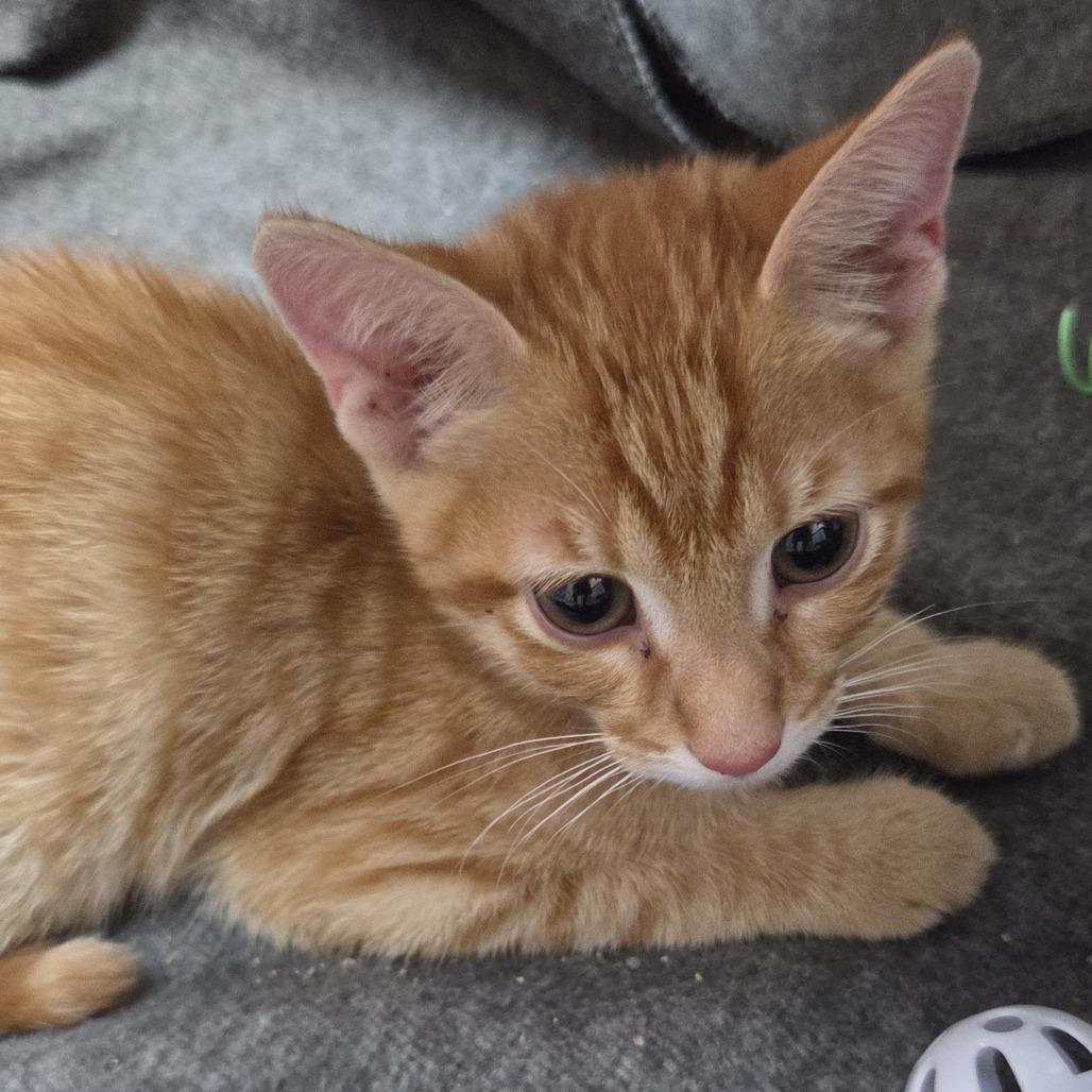 Enlarge Dandy, a Adoptable Domestic Short Hair in Branson, MO image 3/6