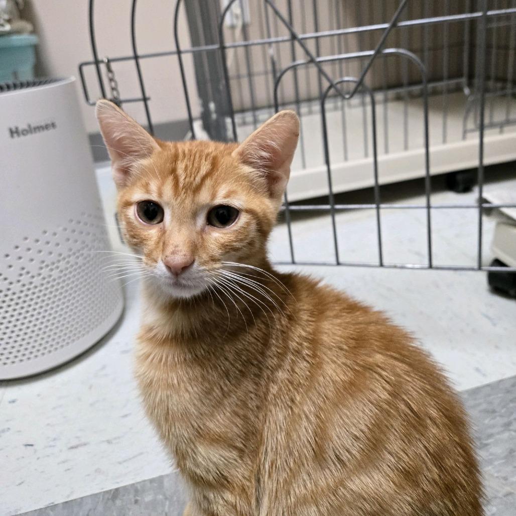 Enlarge Dandy, a Adoptable Domestic Short Hair in Branson, MO image 4/6