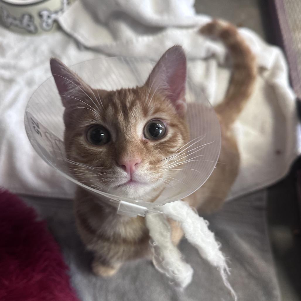 Enlarge Dandy, a Adoptable Domestic Short Hair in Branson, MO image 6/6