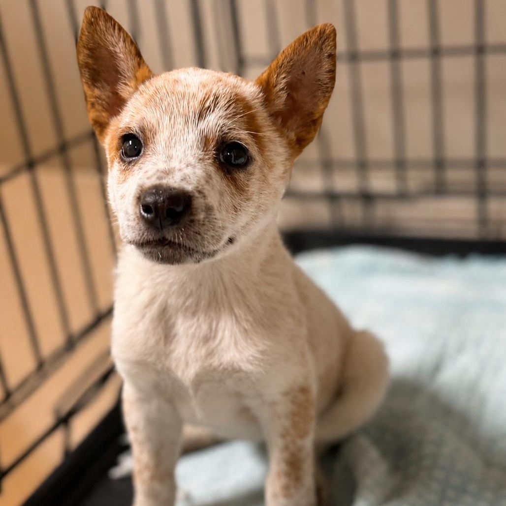 Strawberry Shortcake, adopted, Puppy Female Australian Cattle Dog / Blue Heeler.