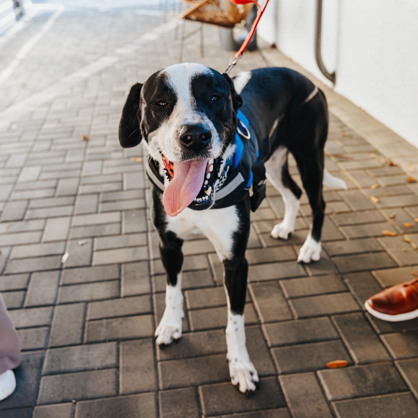 Scooby(Orchid), ADOPTABLE, Adult Male Great Pyrenees.