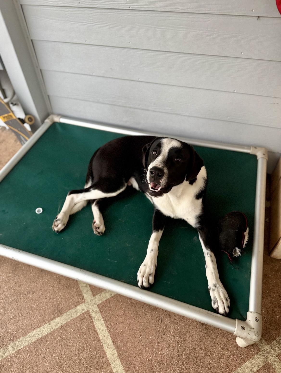 Scooby(Orchid), a ADOPTABLE mixed breed in Port Saint Lucie, FL image 6/6