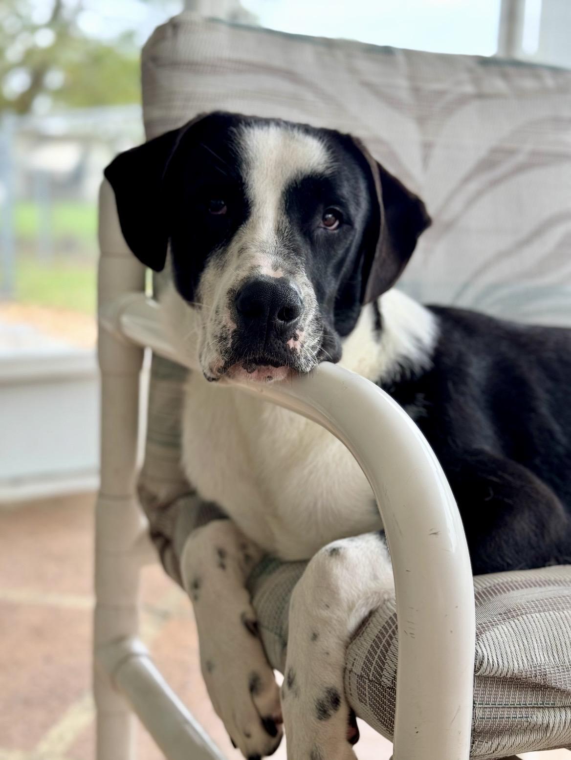 Scooby(Orchid), a ADOPTABLE mixed breed in Port Saint Lucie, FL image 4/6