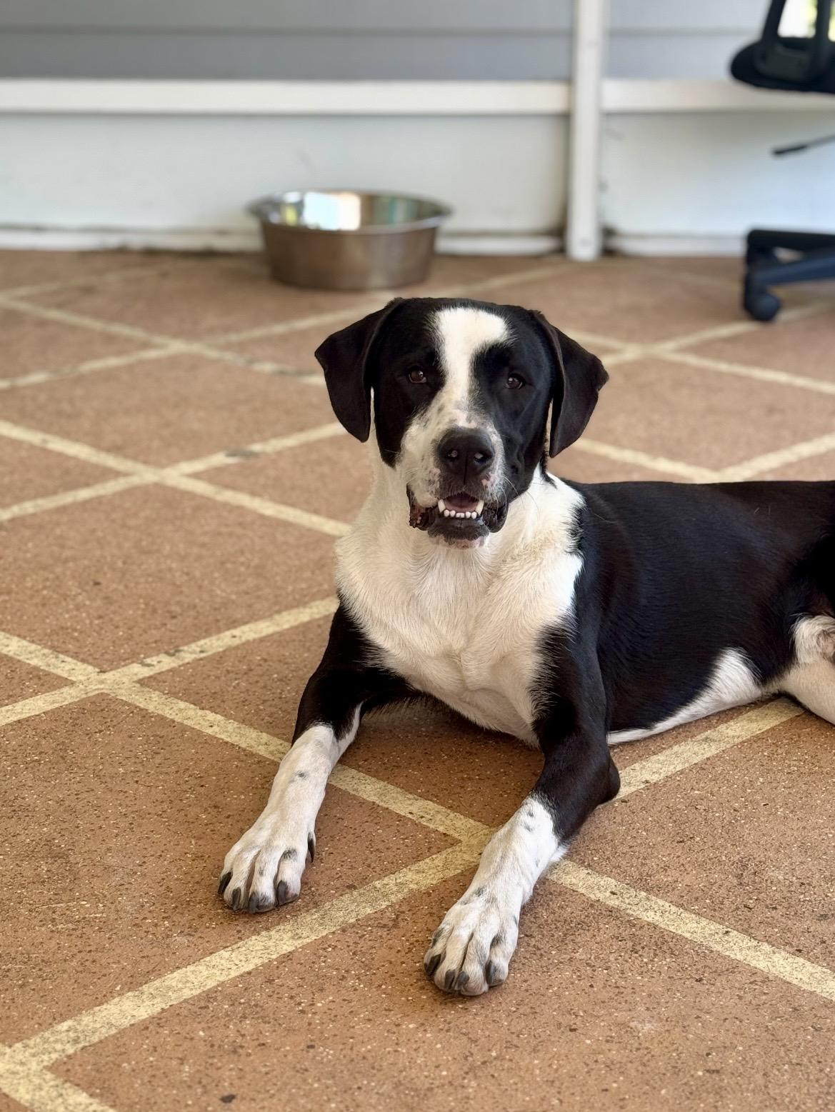 Scooby(Orchid), ADOPTABLE, Adult Male Great Pyrenees.