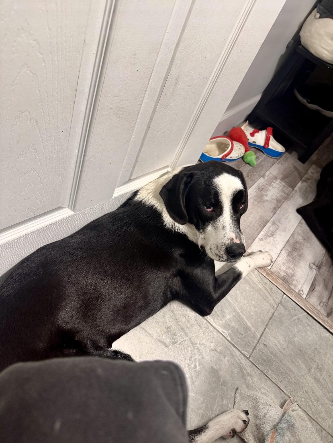 Scooby(Orchid), a ADOPTABLE mixed breed in Port Saint Lucie, FL image 2/6