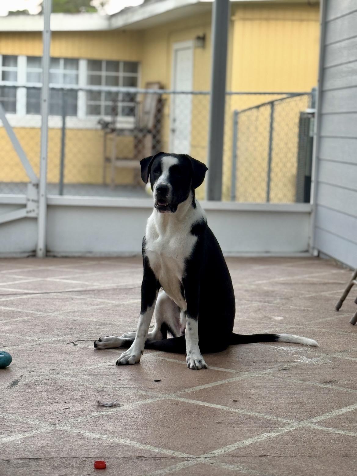 Scooby(Orchid), a ADOPTABLE mixed breed in Port Saint Lucie, FL image 3/6