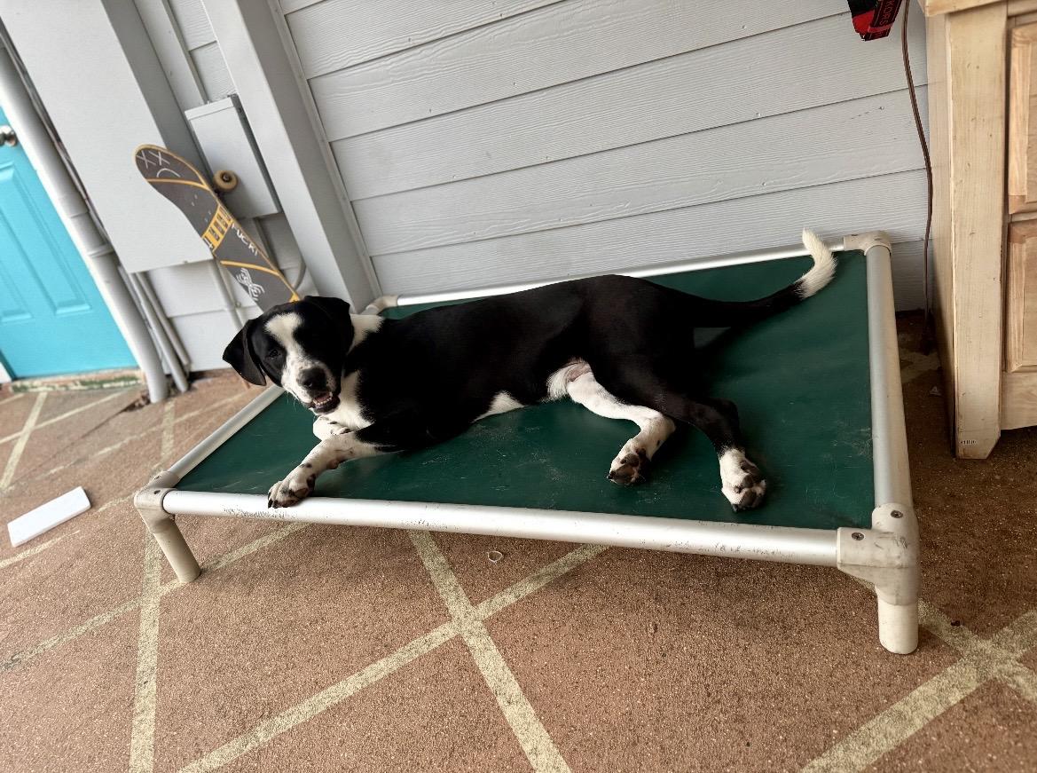 Scooby(Orchid), a ADOPTABLE mixed breed in Port Saint Lucie, FL image 5/6