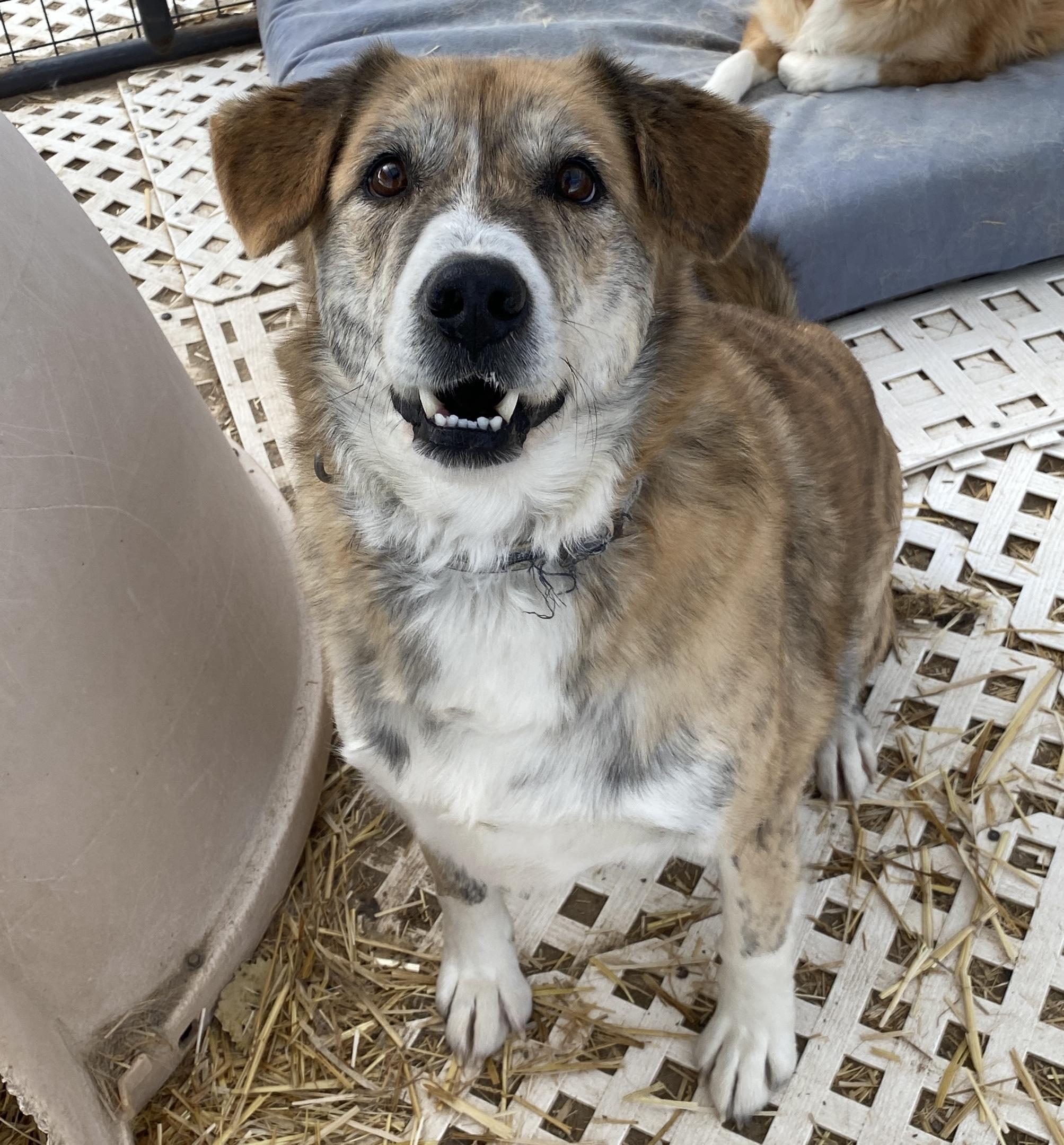 Stella, Adopted, Adult Female Australian Shepherd & Australian Cattle Dog / Blue Heeler.