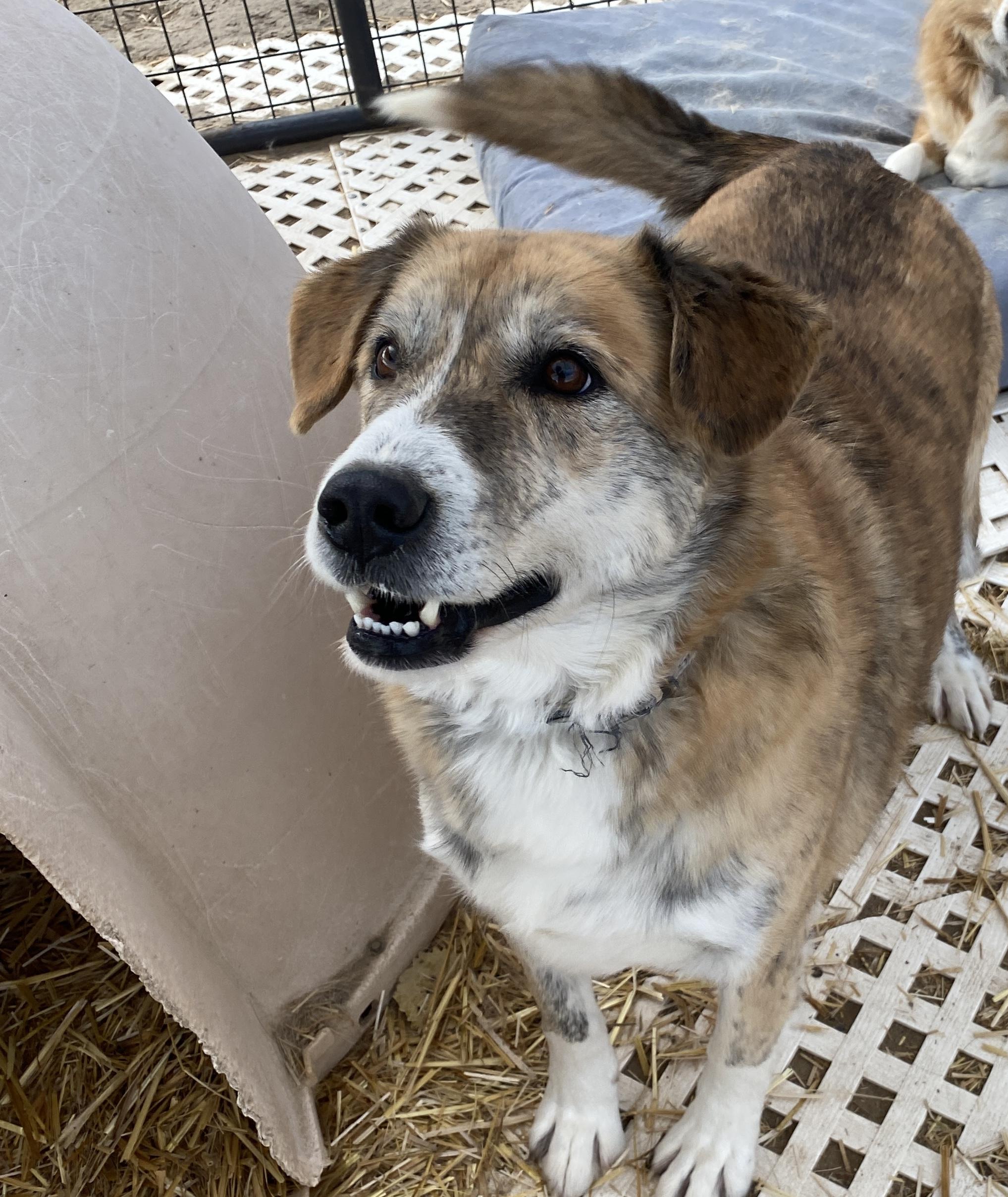Enlarge Stella, a Adopted mixed breed in Carson City, NV image 2/3