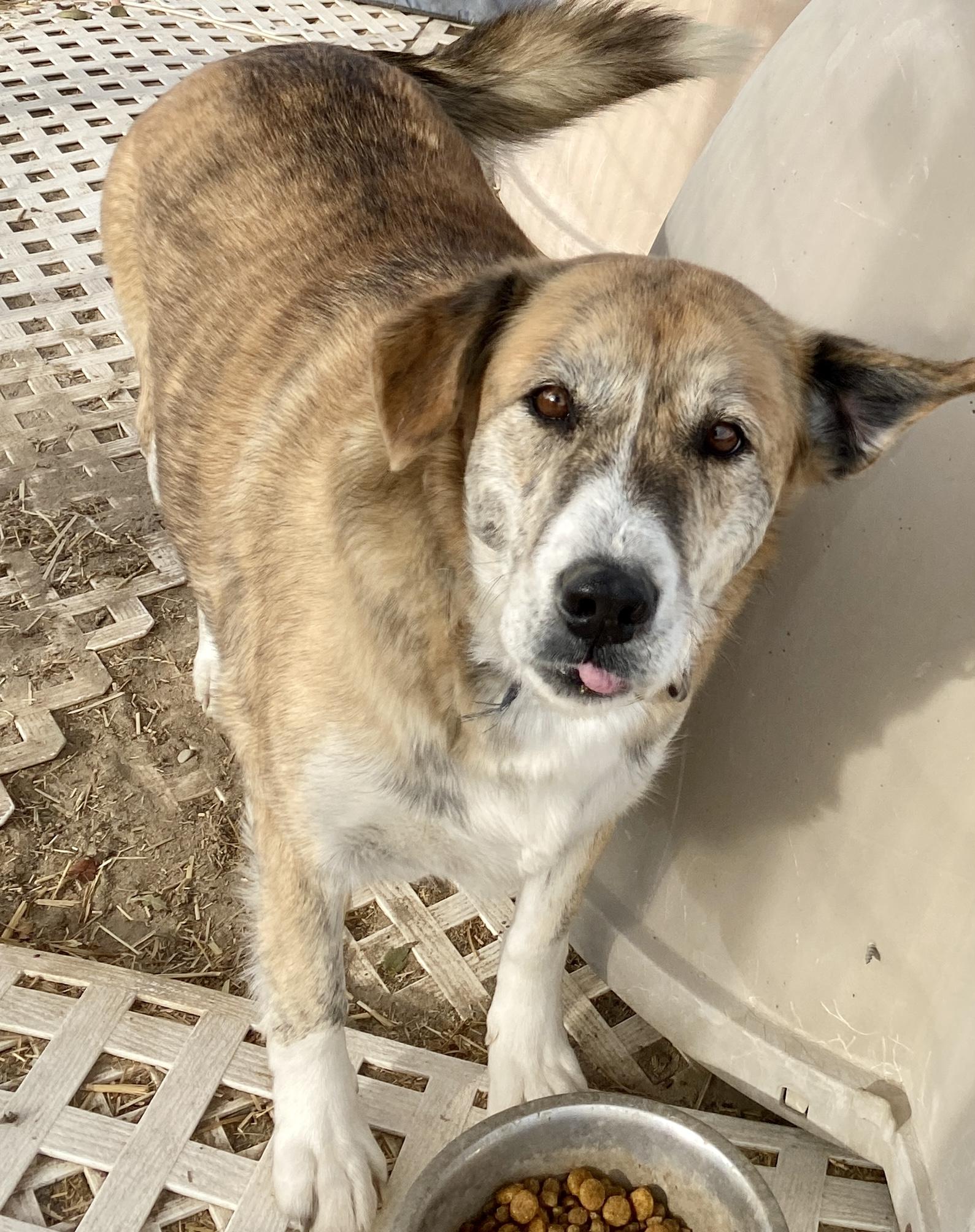 Enlarge Stella, a Adopted mixed breed in Carson City, NV image 3/3