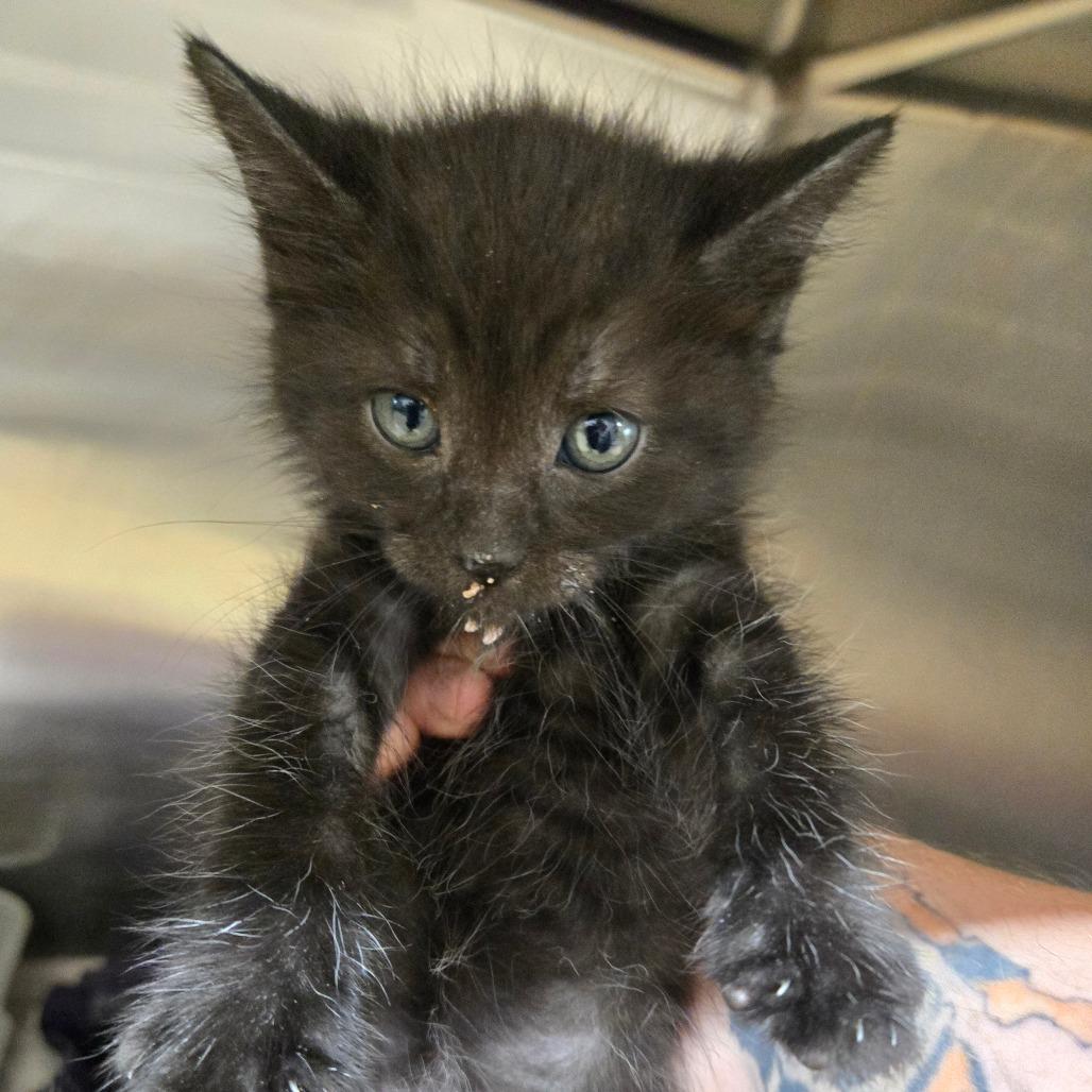 Raya, Adoptable, Kitten Female Domestic Short Hair.