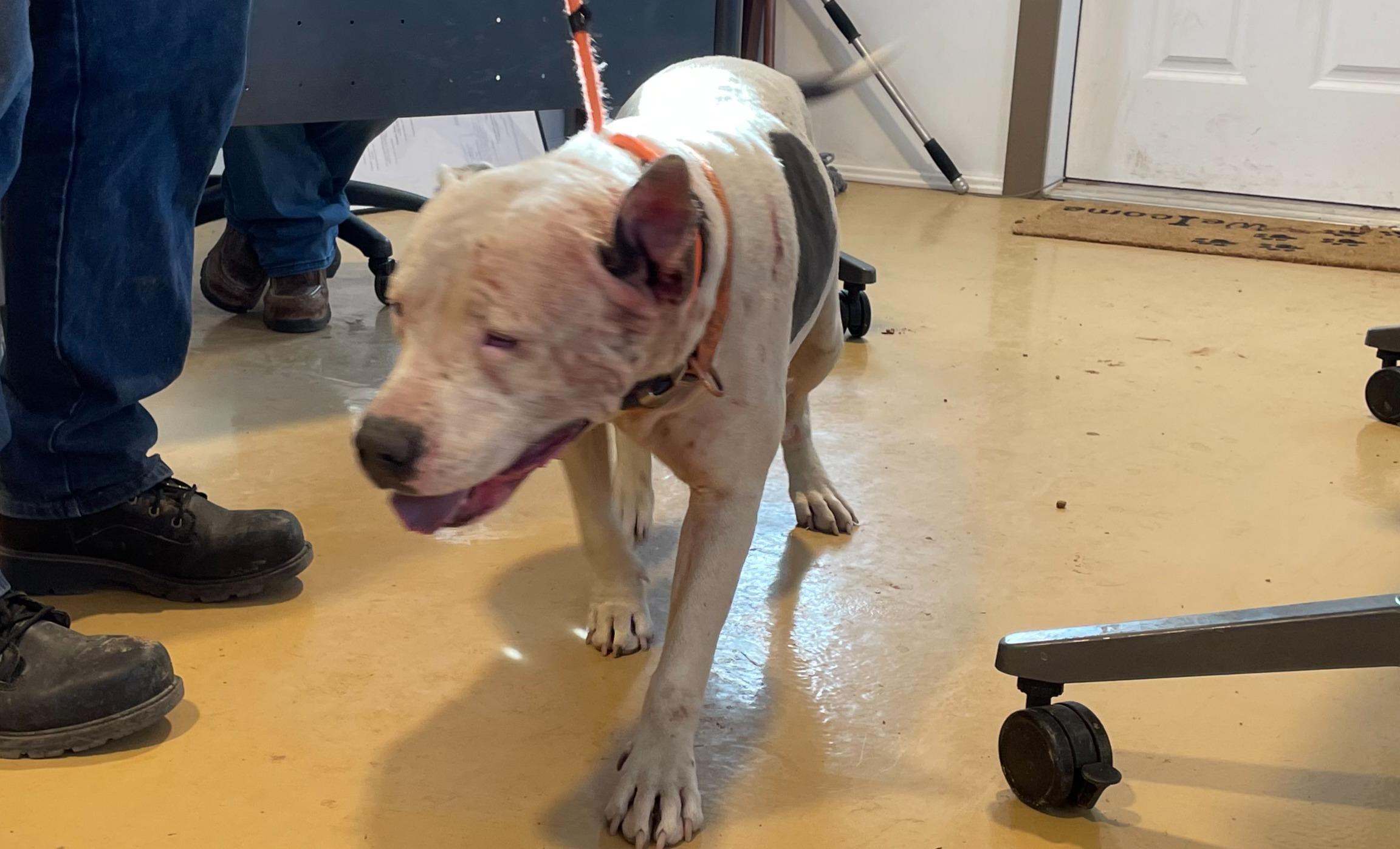 Enlarge Christmas, a ADOPTABLE Pit Bull Terrier in Portales, NM image 1/1