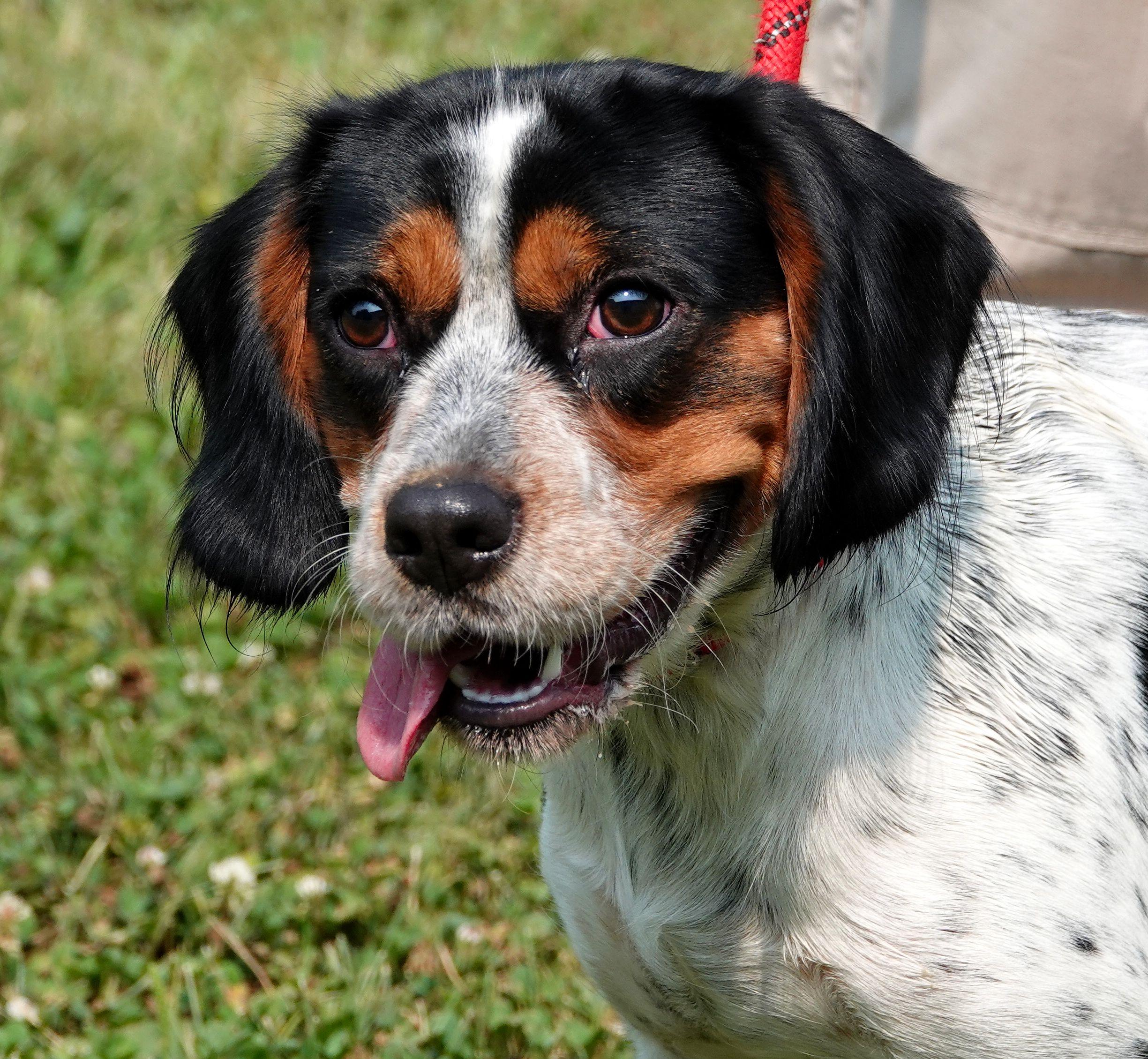 Radar, ADOPTABLE, Young Male Spaniel.