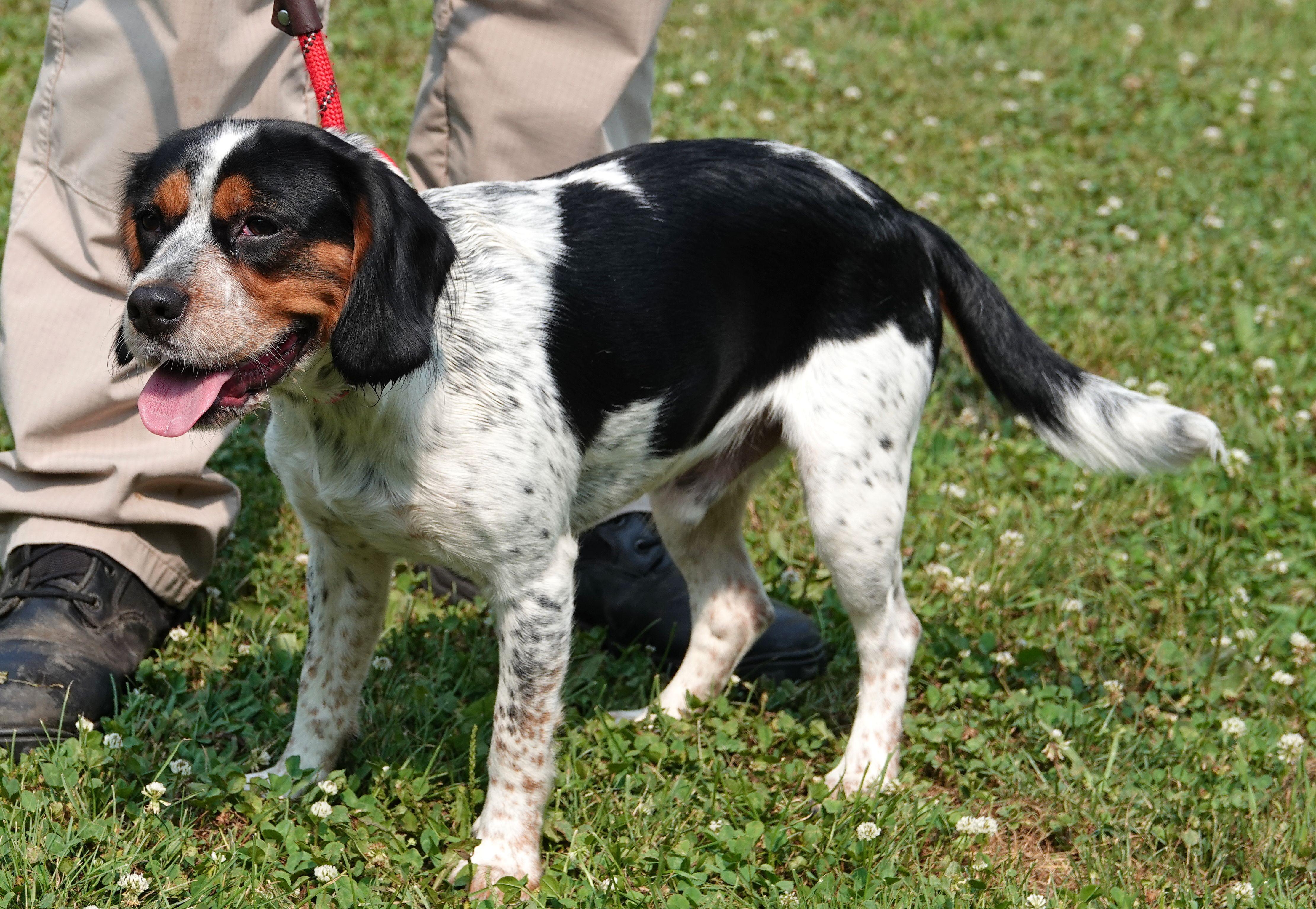 Enlarge Radar, a ADOPTABLE mixed breed in Millfield, OH image 3/3