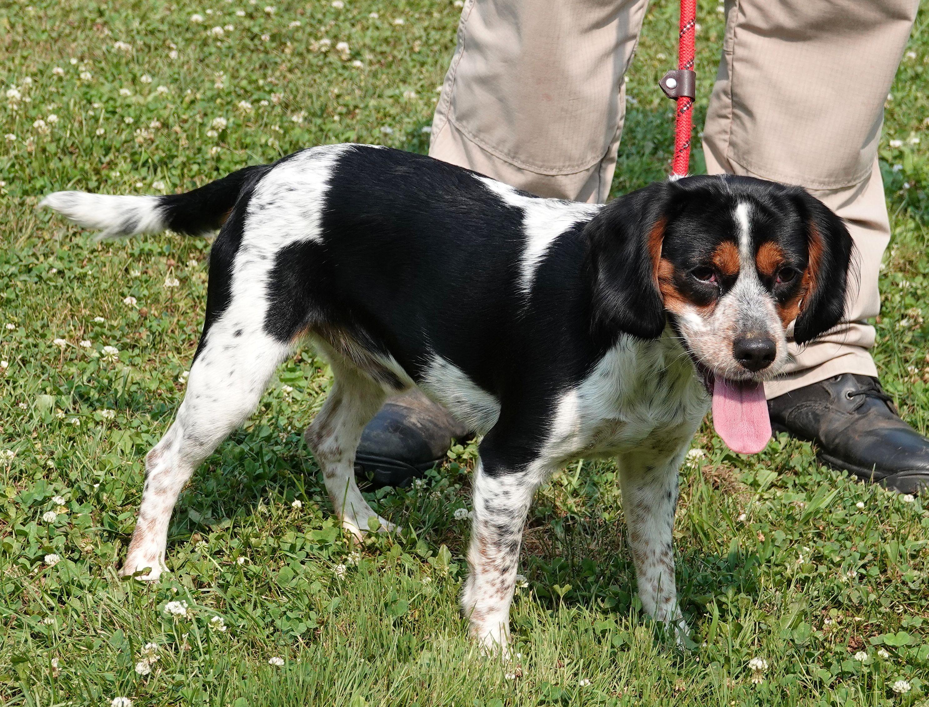 Enlarge Radar, a ADOPTABLE mixed breed in Millfield, OH image 2/3