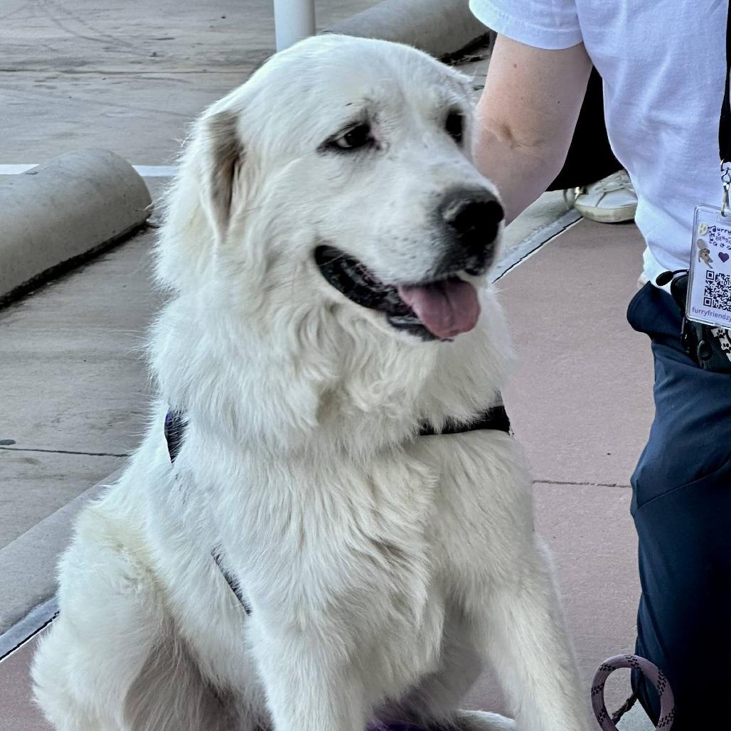 Ruby, Adoptable, Adult Female Great Pyrenees.