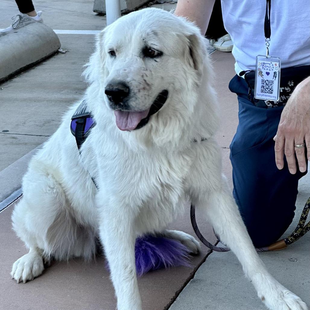 Enlarge Ruby, a Adoptable Great Pyrenees in Dallas, TX image 2/3