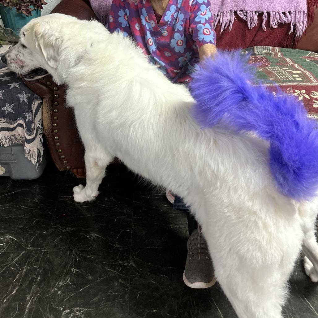 Enlarge Ruby, a Adoptable Great Pyrenees in Dallas, TX image 3/3