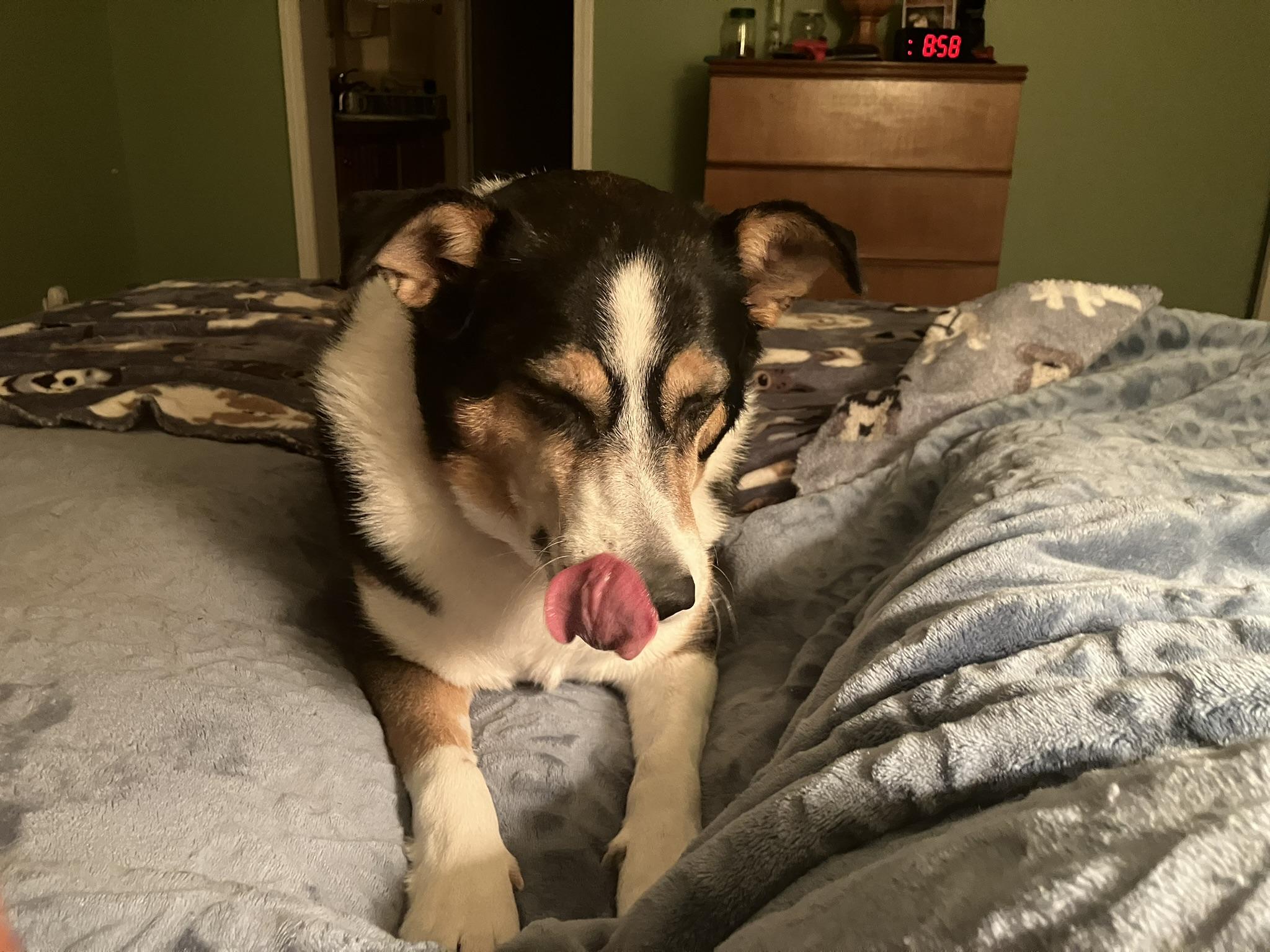 Enlarge Babe, an adopted Border Collie in Newport, TN image 4/5