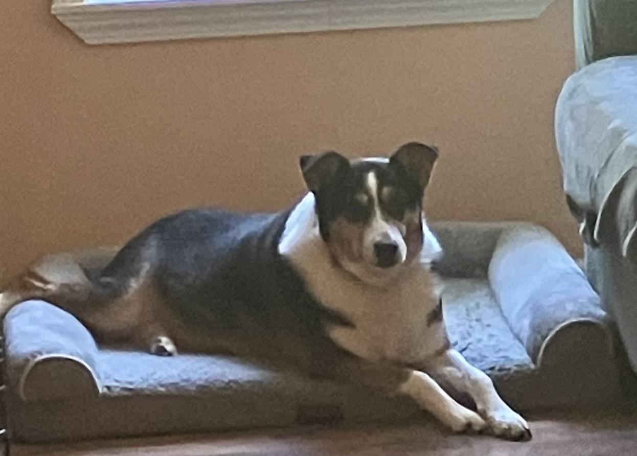 Babe, adopted, Adult Female Border Collie.