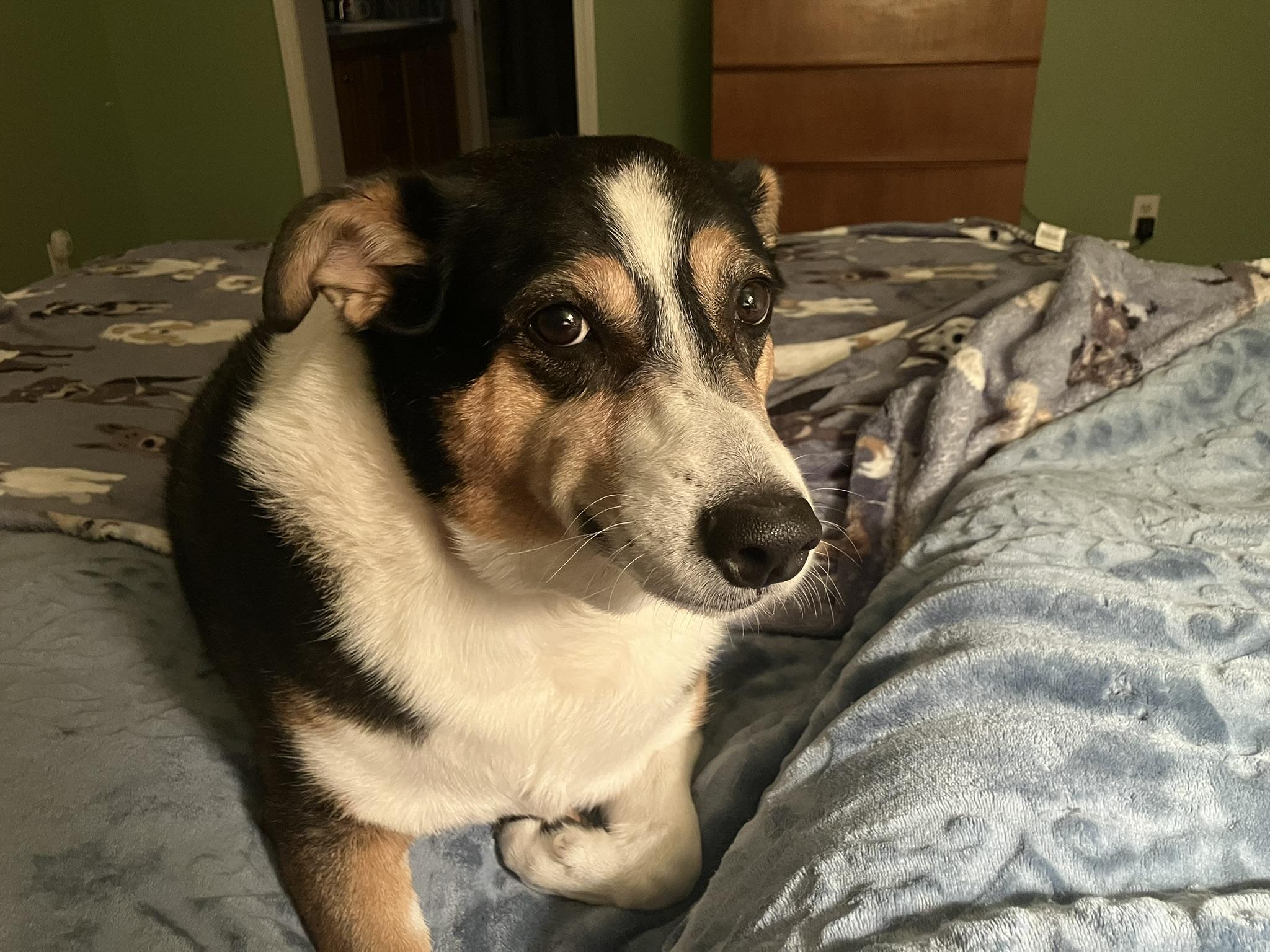 Enlarge Babe, an adopted Border Collie in Newport, TN image 5/5