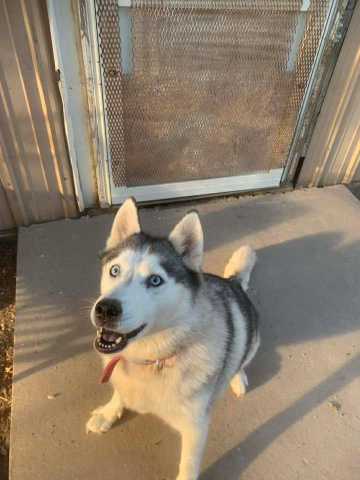 Melon, a Adoptable Husky in Mason City, IL image 1/6