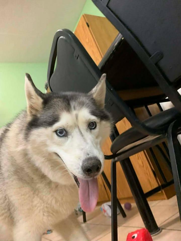Melon, a Adoptable Husky in Mason City, IL image 2/6