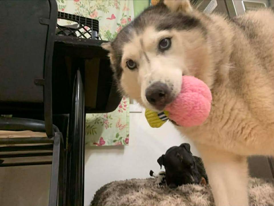 Melon, a Adoptable Husky in Mason City, IL image 3/6
