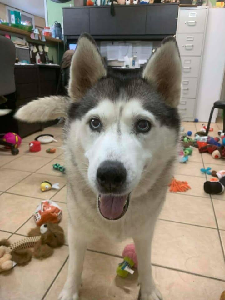 Melon, a Adoptable Husky in Mason City, IL image 4/6