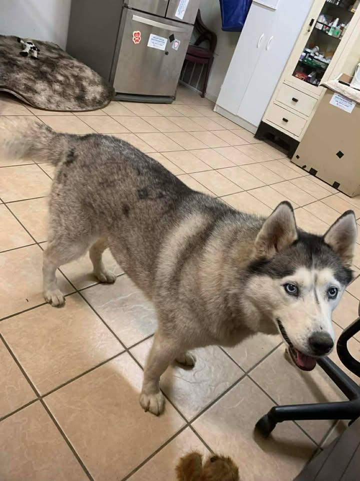 Melon, a Adoptable Husky in Mason City, IL image 5/6