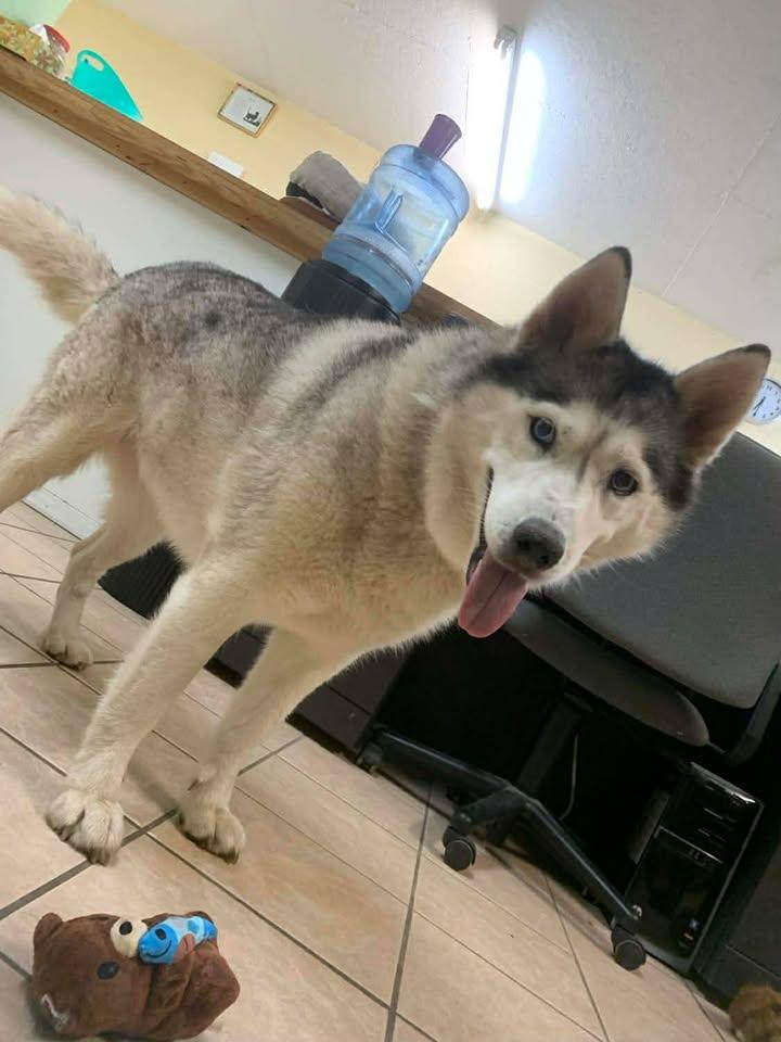 Melon, a Adoptable Husky in Mason City, IL image 6/6