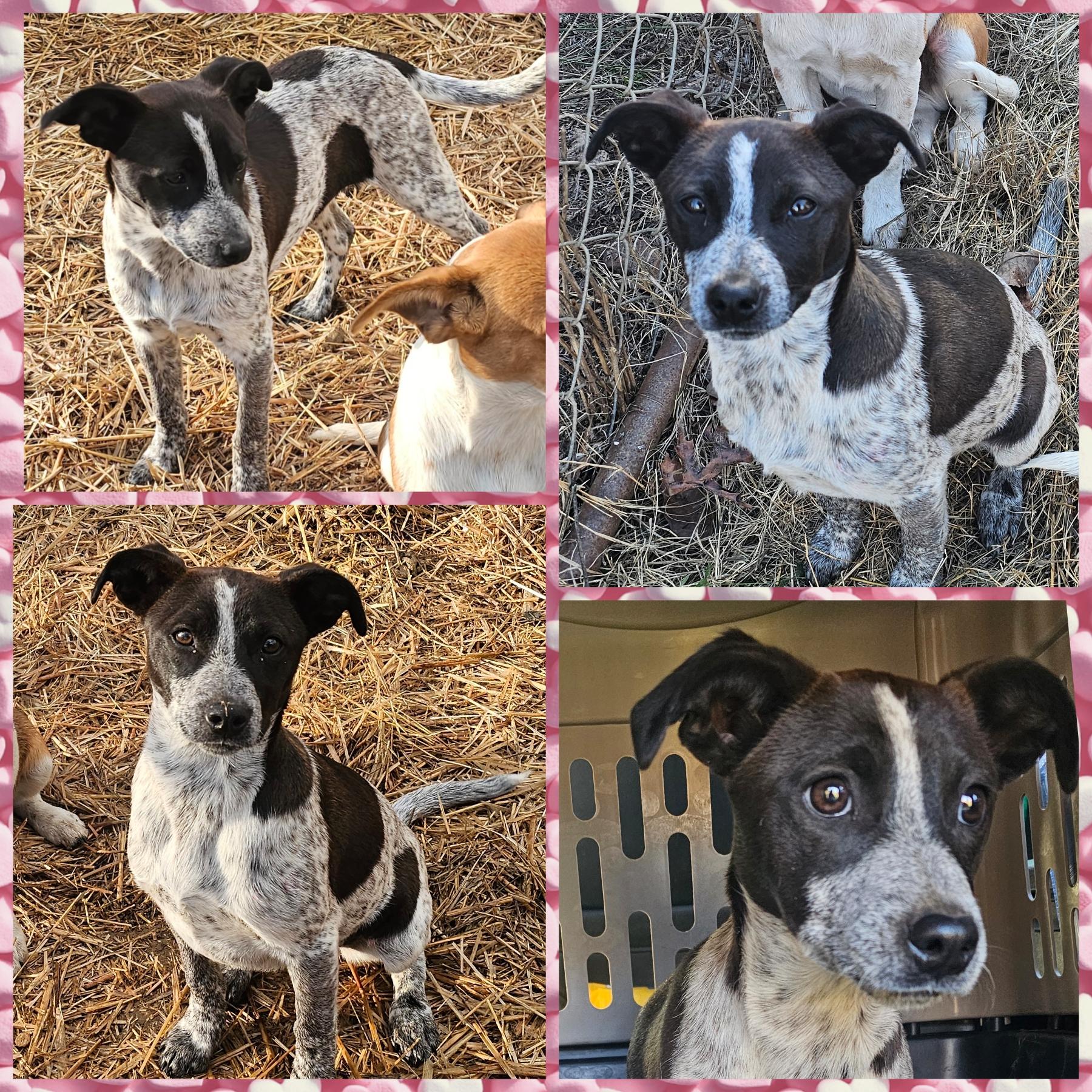 Enlarge McKenzie, a Adoptable mixed breed in Blacksburg, SC image 1/1