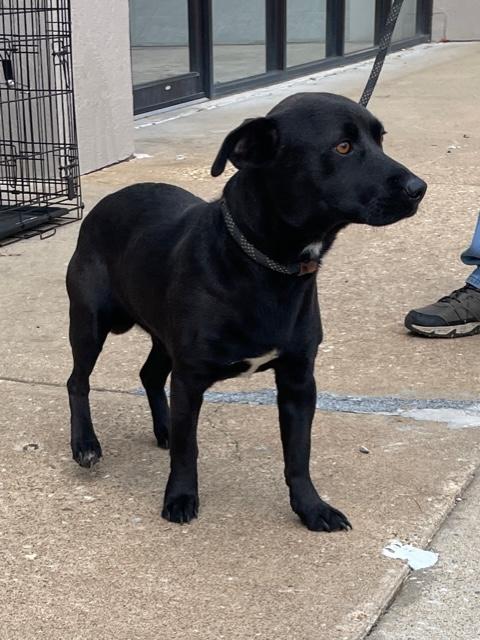 Prancer, an adopted mixed breed in Cairo, GA image 3/3