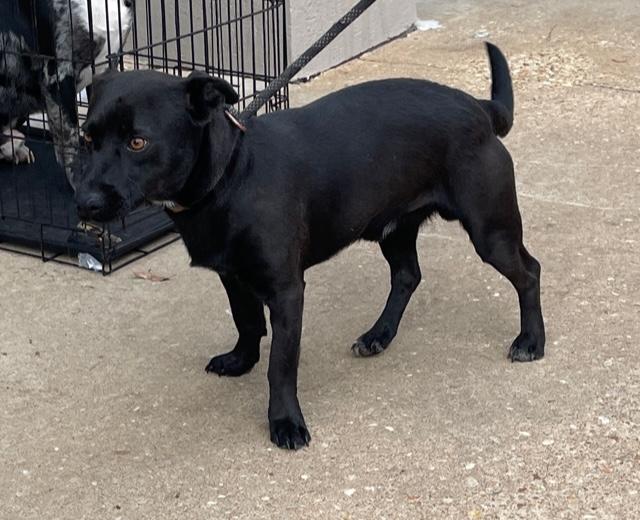 Prancer, an adopted mixed breed in Cairo, GA image 2/3